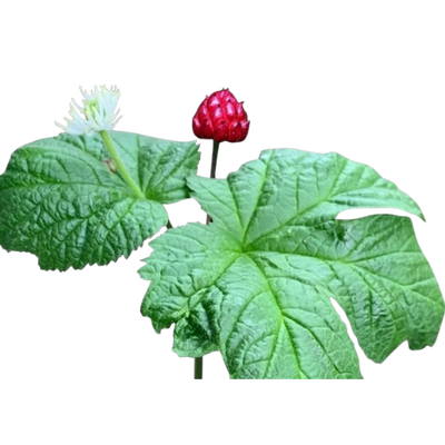 Goldenseal